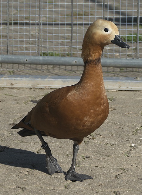 泰山外援